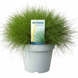 Festuca Gautieri (Paius) Pic Garlit