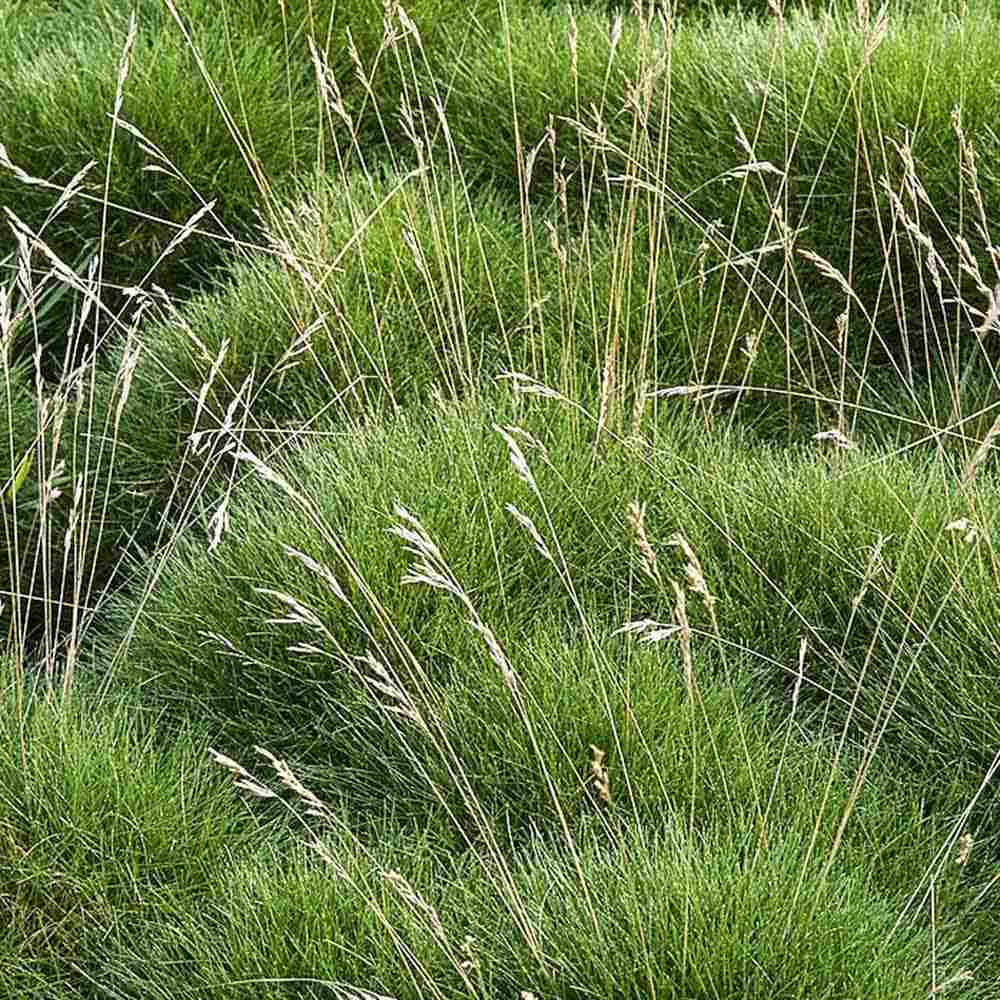 Festuca Gautieri (Paius) Pic Garlit