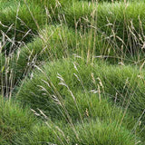 Festuca Gautieri (Paius) Pic Garlit