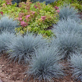 Festuca Glauca (Iarba Albastra) Elijah Blue
