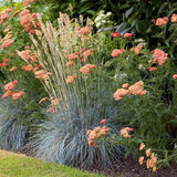Festuca Glauca (Iarba Albastra) Elijah Blue