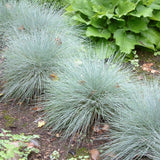 Festuca Glauca (Iarba Albastra) Elijah Blue
