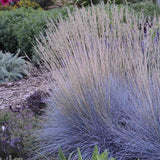 Festuca Glauca (Iarba Albastra) Intens Blue