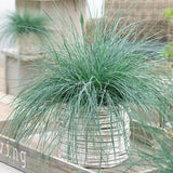 Festuca Glauca (Iarba Albastra) Intens Blue