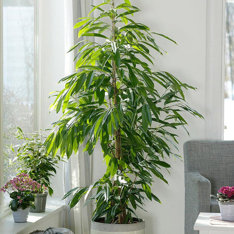 Ficus Amstel King - Tufa 100 cm