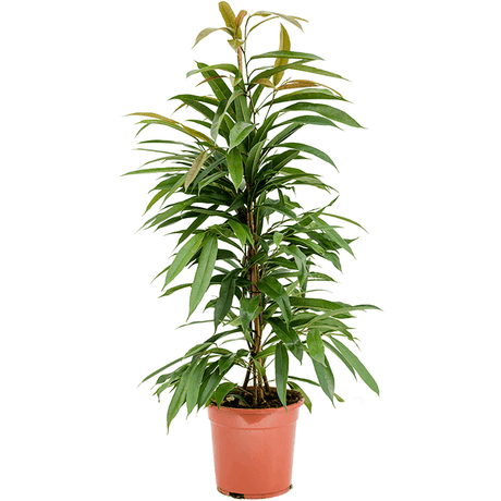 Ficus Amstel King - Tufa 100 cm