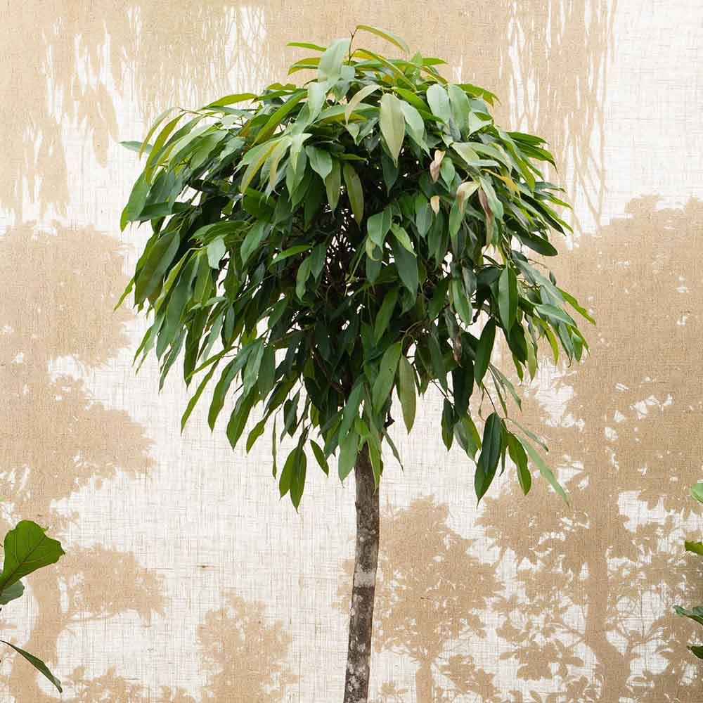 Ficus Amstel King, Tip Copac cu Tulpina impletita - 130 cm