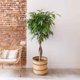 Ficus Amstel King - Tip Copac cu Tulpina impletita - 100 cm