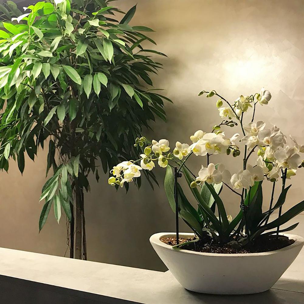 Ficus Amstel King - Tip Copac cu Tulpina impletita - 140 cm
