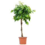 Ficus Amstel King, Tip Copac cu Tulpina impletita - 130 cm