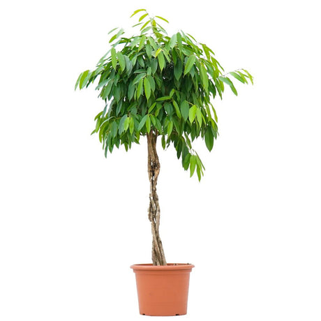 Ficus Amstel King, Tip Copac cu Tulpina impletita - 130 cm
