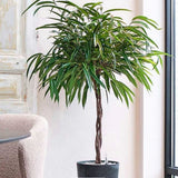 Ficus Amstel King - Tip Copac cu Tulpina impletita - 100 cm