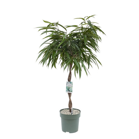 Ficus Amstel King - Tip Copac cu Tulpina impletita - 100 cm