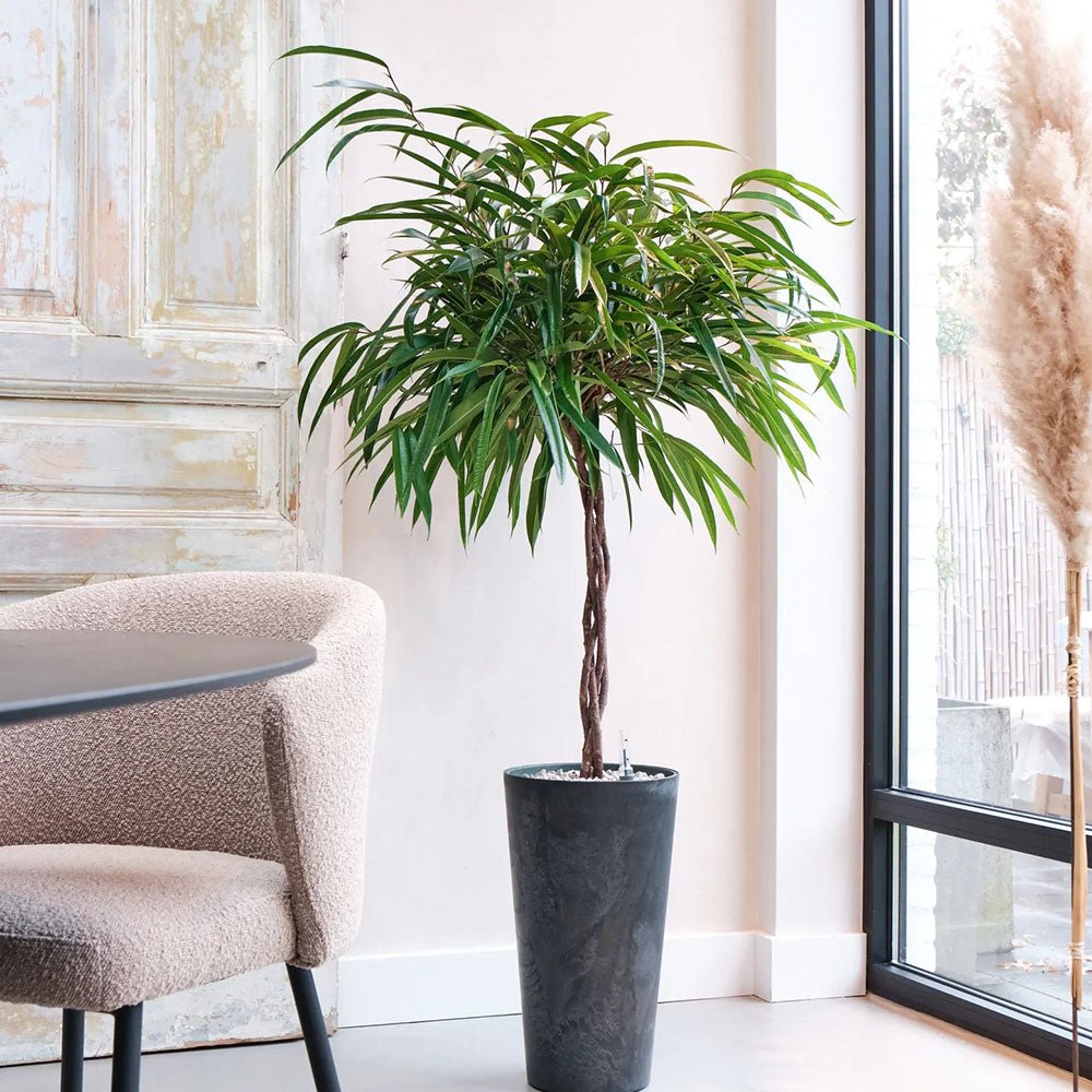 Ficus Amstel King - Tip Copac cu Tulpina impletita - 100 cm