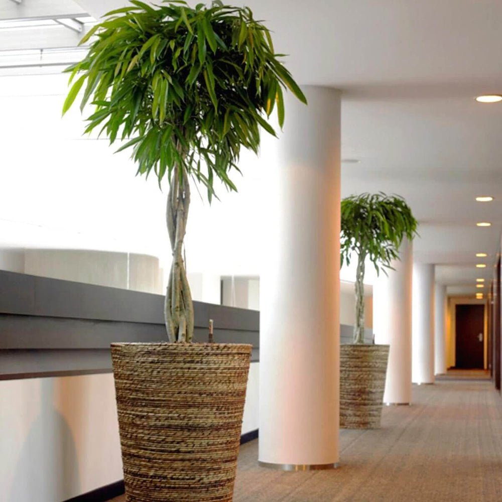 Ficus Amstel King, Tip Copac cu Tulpina impletita - 130 cm