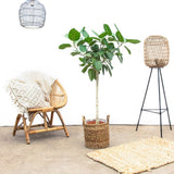Ficus Audrey - Tip Copac cu Tulpina impletita - 110 cm