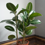Ficus Audrey - Tip Copac cu Tulpina impletita - 130 cm