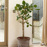 Ficus Audrey - Tip Copac cu Tulpina impletita - 120-130 cm