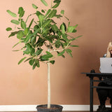 Ficus Audrey - Tip Copac cu Tulpina impletita - 120-130 cm