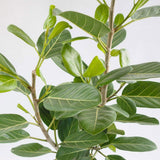 Ficus Audrey - Tip Copac cu Tulpina impletita - 120-130 cm