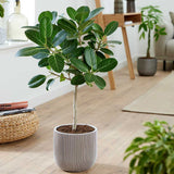 Ficus Audrey - Tip Copac cu Tulpina impletita - 120-130 cm