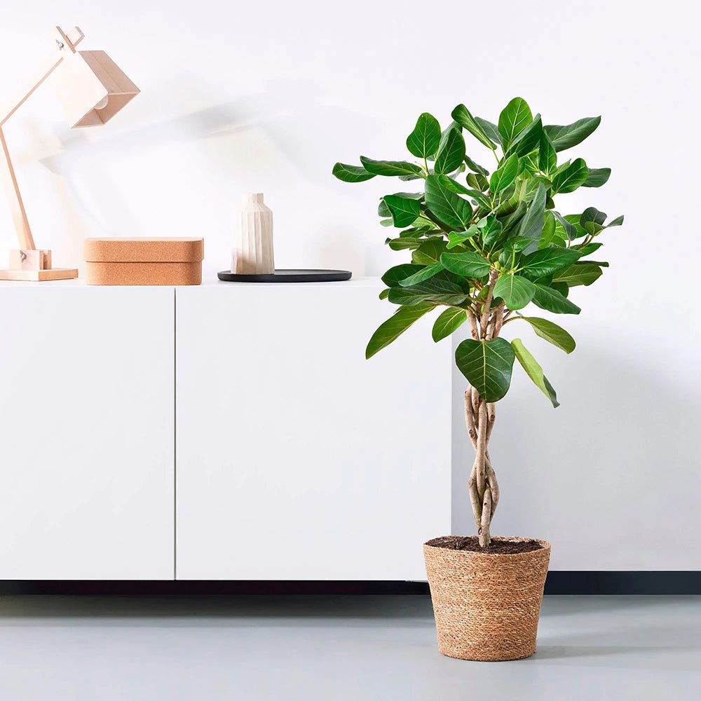 Ficus Audrey - Tip Copac cu Tulpina impletita - 120-130 cm