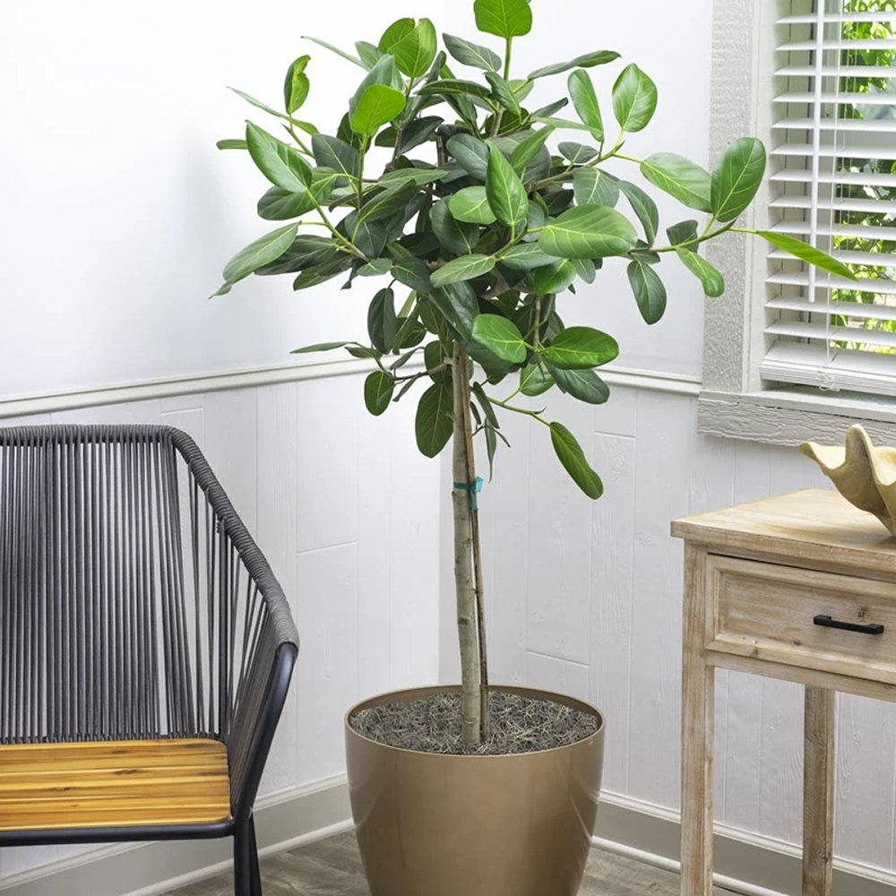Ficus Audrey - Tip Copac cu Tulpina impletita - 120-130 cm