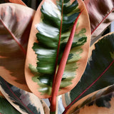 Ficus elastica Belize - 100 cm