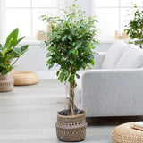 Ficus Benjamina Exotica - Tip Copac cu Tulpina impletita - 110 cm