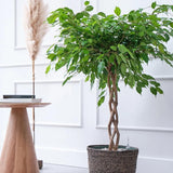 Ficus Benjamina - Tip Copac cu Tulpina impletita - 140 cm