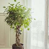 Ficus Benjamina - Tip Copac cu Tulpina impletita - 140 cm