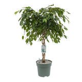 Ficus Benjamina - Tip Copac cu Tulpina impletita - 140 cm