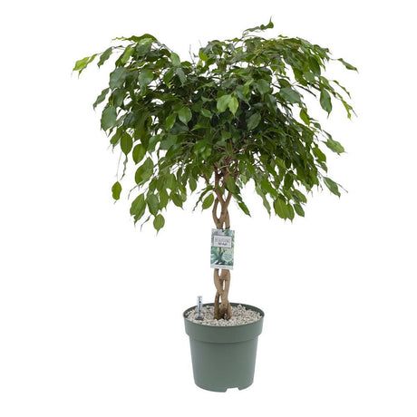 Ficus Benjamina - Tip Copac cu Tulpina impletita - 140 cm