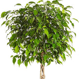 Ficus Benjamina - Tip Copac cu Tulpina impletita - 140 cm