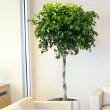 Ficus Benjamina - Tip Copac cu Tulpina impletita - 140 cm