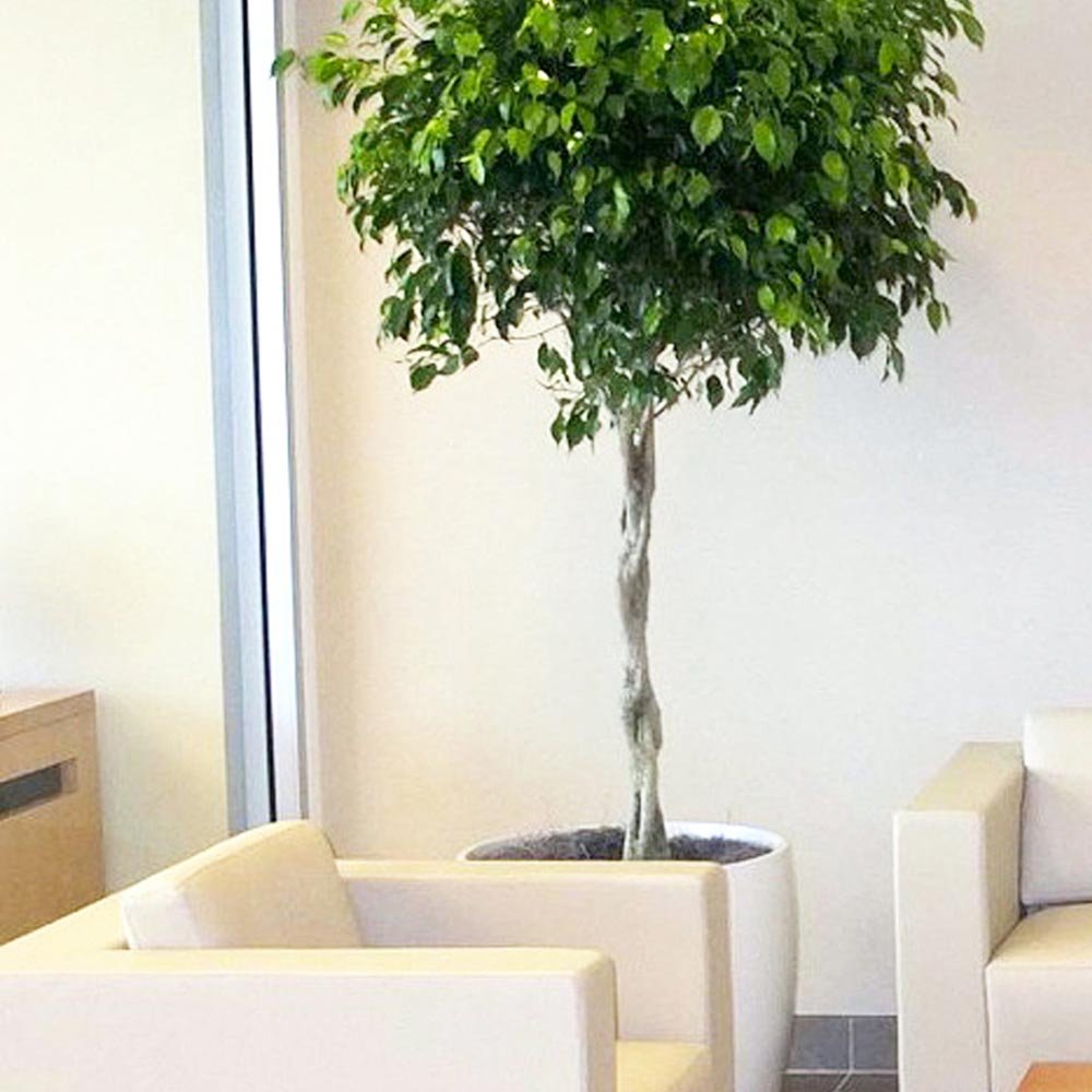 Ficus Benjamina - Tip Copac cu Tulpina impletita - 140 cm