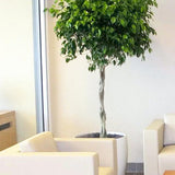Ficus Benjamina - Tip Copac cu Tulpina impletita - 140 cm