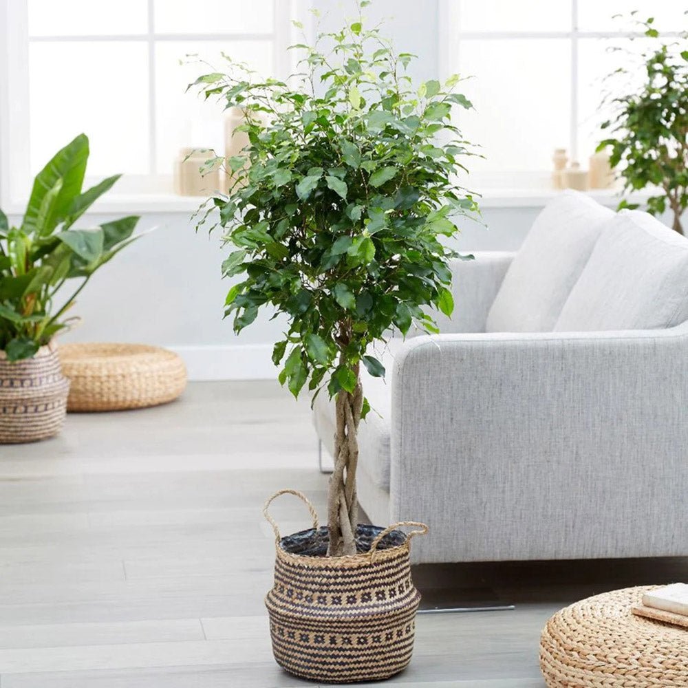 Ficus Benjamina - Tip Copac cu Tulpina impletita - 100 cm