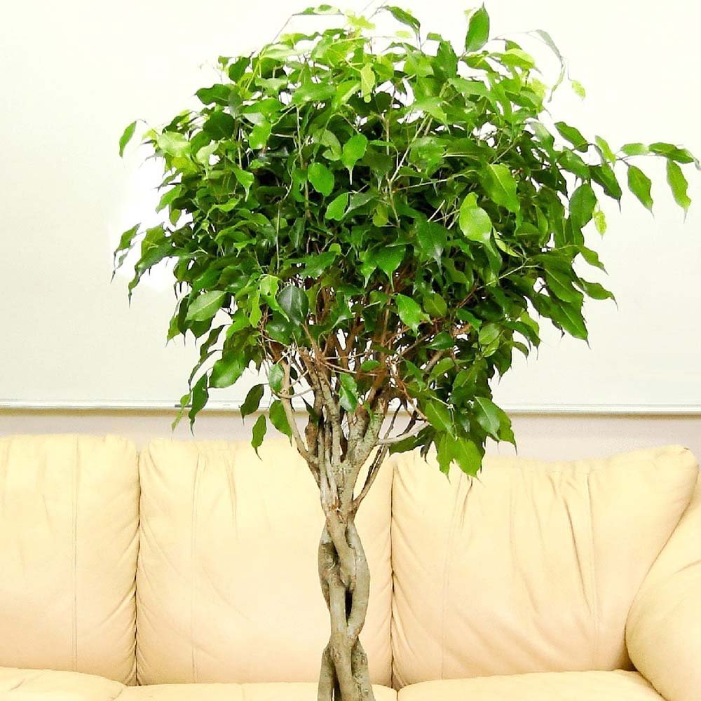 Ficus Benjamina Exotica - Tip Copac cu Tulpina impletita - 140 cm