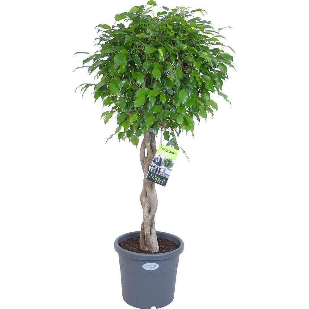 Ficus Benjamina Exotica - Tip Copac cu Tulpina impletita - 110 cm