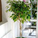 Ficus Benjamina Exotica - Tip Copac cu Tulpina impletita - 140 cm