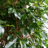 Ficus Benjamina Exotica - Tip Copac cu Tulpina impletita - 140 cm
