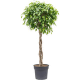 Ficus Benjamina Exotica - Tip Copac cu Tulpina impletita - 140 cm