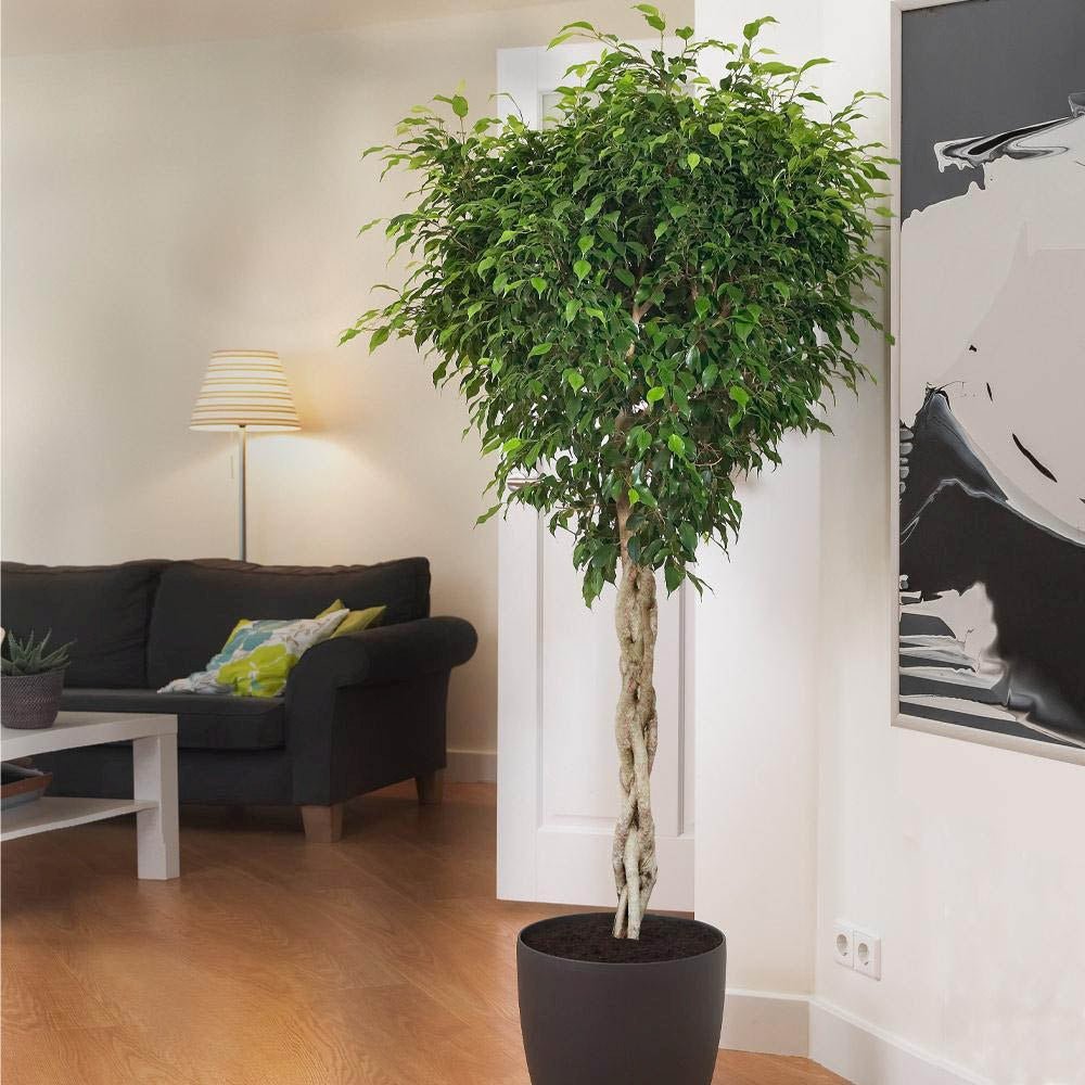 Ficus Benjamina Exotica - Tip Copac cu Tulpina impletita - 140 cm