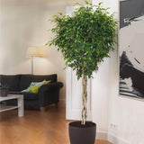 Ficus Benjamina Exotica - Tip Copac cu Tulpina impletita - 140 cm