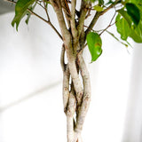Ficus Benjamina Exotica - Tip Copac cu Tulpina impletita - 140 cm