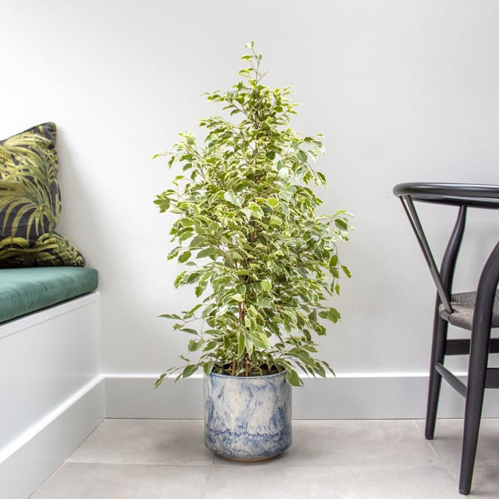 Ficus Benjamina Golden King - 135 cm