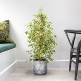 Ficus Benjamina Golden King - 135 cm
