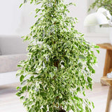 Ficus Benjamina Golden King - 135 cm