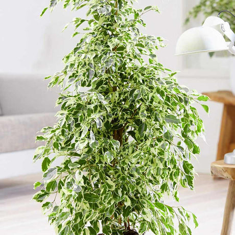 Ficus Benjamina Golden King - 135 cm
